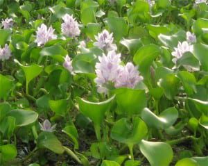 Water Hyacinth