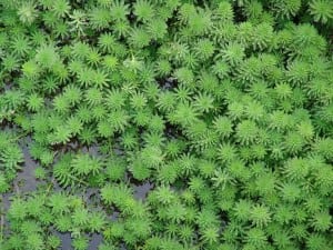 water-plants-martin-christopher-perea