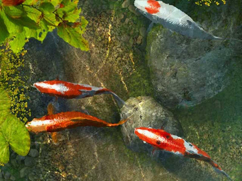 Wallpaper Tumblr Gif Water Stones And Koi Fish 3d Image Num 6